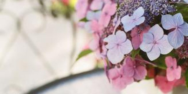 Jupiterimages/Photos.com/Getty Images Hydrangeas dress up an outdoor dinner.