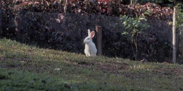 Hemera Technologies/Photos.com/Getty Images Cute, but deadly -- to your plants, that is.