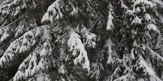 Hemera Technologies/AbleStock.com/Getty Images With their floppy, drooping leaves, weeping spruce in the winter time makes a dramatic statment.