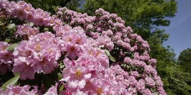 Comstock/Comstock/Getty Images Rhododendron flowers come in all colors of the rainbow except green and blue.