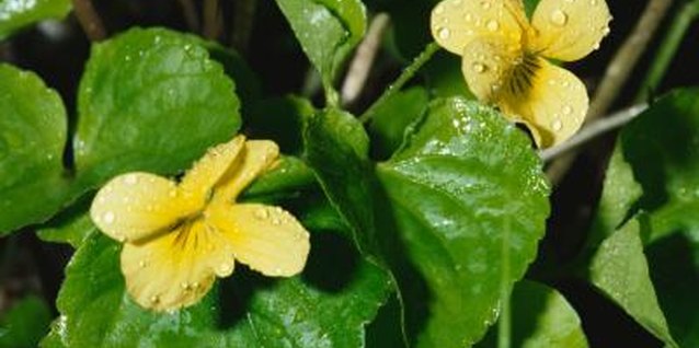Jupiterimages/Photos.com/Getty Images Wild violets often have heart-shaped leaves.
