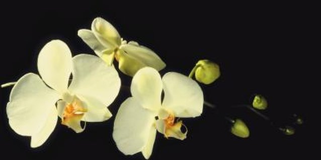 Jupiterimages/Photos.com/Getty Images Moth orchids' winged blossoms attract pollinating moths.