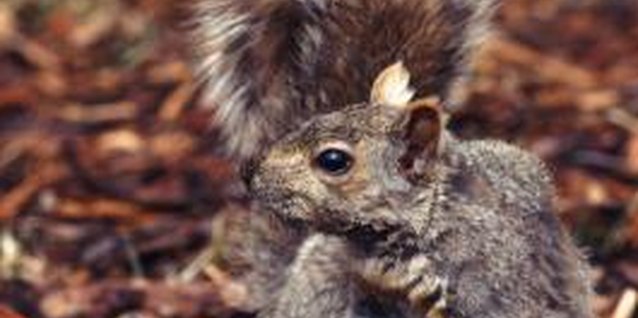 John Foxx/Stockbyte/Getty Images Squirrels will dig in fresh, old, brown, black or red mulch.
