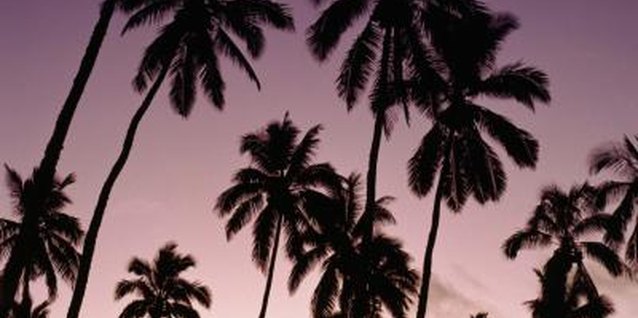 John Foxx/Stockbyte/Getty Images Mexican fan palms show their splendor at sunset.