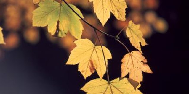 John Foxx/Stockbyte/Getty Images Drought can cause tree leaves to die.