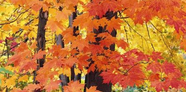 Digital Vision./Digital Vision/Getty Images The brilliant fall color of leaves can be a vivid lesson for kids.