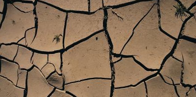 Digital Vision./Digital Vision/Getty Images Try growing more transplants if you have trouble getting seeds to sprout in hard, crusted soil.