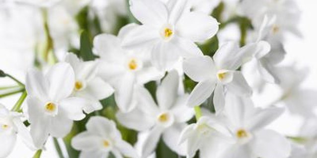 Dynamic Graphics/Polka Dot/Getty Images Paperwhites are cold-tender, unlike other daffodils.