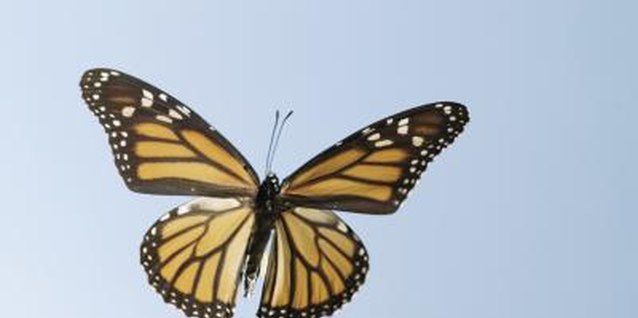 Comstock/Comstock/Getty Images Mexican heather can attract butterflies to your garden.