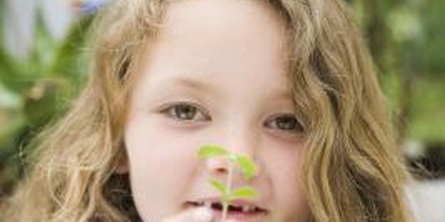 Jupiterimages/BananaStock/Getty Images Watching seeds turn into seedlings excites young minds.