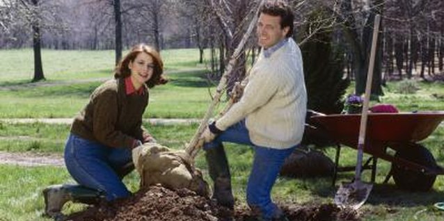 Jupiterimages/Photos.com/Getty Images Trees with trunks up to 3 inches in diameter require only one stake.