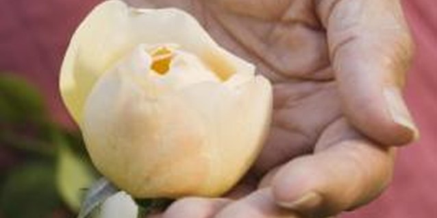 Jupiterimages/Pixland/Getty Images Inspect your roses regularly for insect infestations.