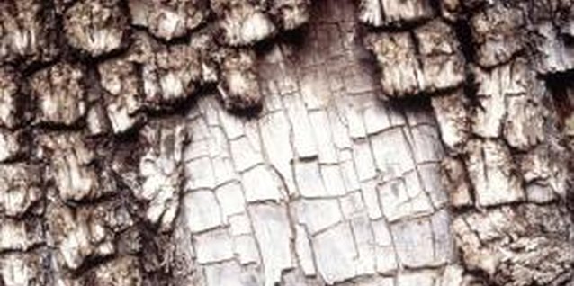 Jupiterimages/Photos.com/Getty Images The wood of juniper is sometimes used as incense because of its strong fragrance.
