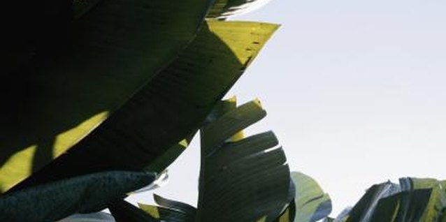 David De Lossy/Photodisc/Getty Images Plant bananas out of the wind to keep the papery leaves from shredding and breaking.