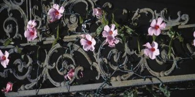 Gary Faber/Photodisc/Getty Images Vining flower plants use wrought iron fences as a "natural" trellis.