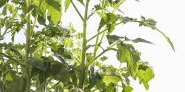 Martin Poole/Digital Vision/Getty Images Seedlings can use smaller pots if they are transplanted into bigger pots as they grow.