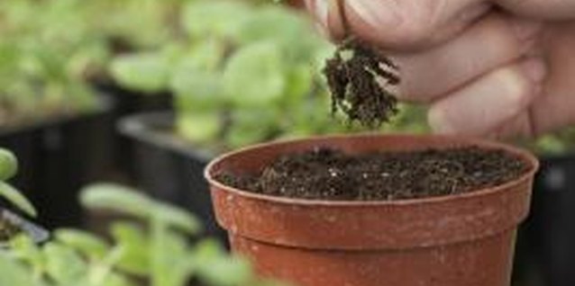Martin Poole/Digital Vision/Getty Images Many commercial potting soils use vermiculite.
