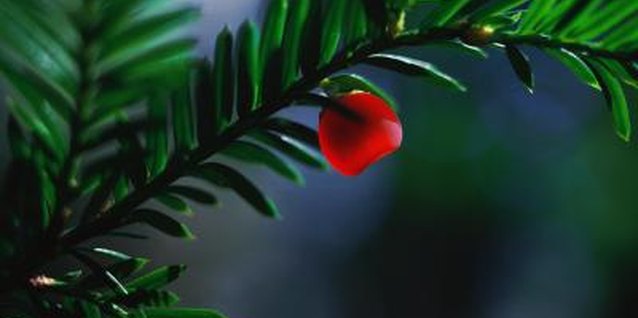 Stockbyte/Stockbyte/Getty Images Yews have flat green needles arranged in spirals.