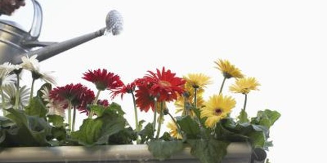 Martin Poole/Digital Vision/Getty Images Gerbera daisies benefit from afternoon shade in hot climates.