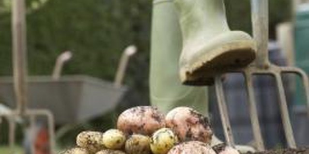 Martin Poole/Digital Vision/Getty Images Prevent blights by providing proper care to the potato plants.