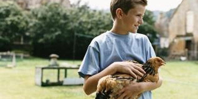 Digital Vision./Digital Vision/Getty Images Chickens can make good pets as well as eggs.