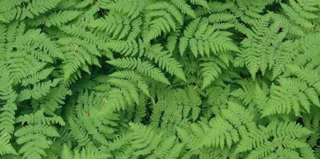 Stockbyte/Stockbyte/Getty Images Ferns offer some interesting gardening options.