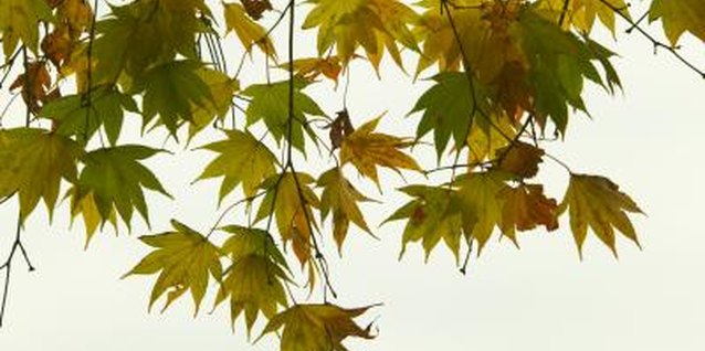 Art Wolfe/Digital Vision/Getty Images Japanese maple leaf shape varies, depending on the cultivar.