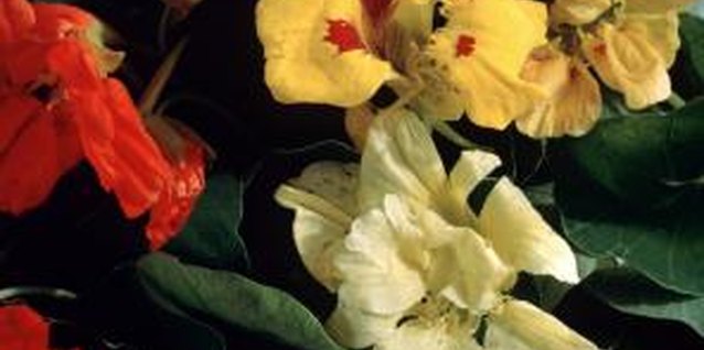 Eising/Photodisc/Getty Images Nasturtiums flower from early summer through fall.