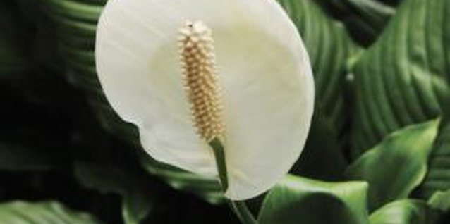 Medioimages/Photodisc/Valueline/Getty Images Peace lilies signal discomfort and disease with yellow leaves.
