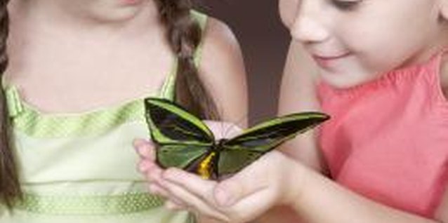 Baerbel Schmidt/Digital Vision/Getty Images Curious preschoolers can learn about bugs with fun and hands-on activities.