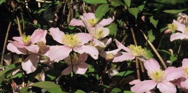 Tom Brakefield/Stockbyte/Getty Images Clematis varieties flower in late spring, early summer or late summer.