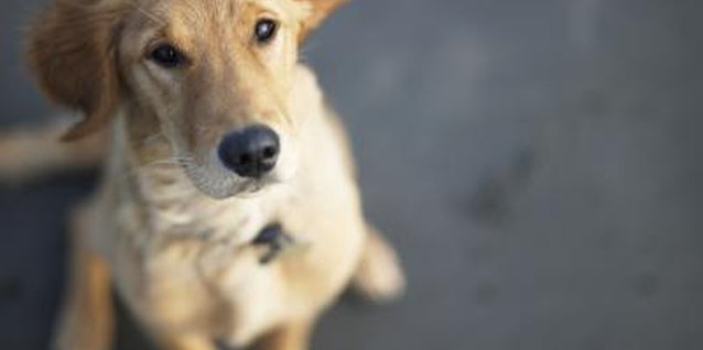 Ryan McVay/Photodisc/Getty Images Rubber plant is a harmful addition to a home with a dog.