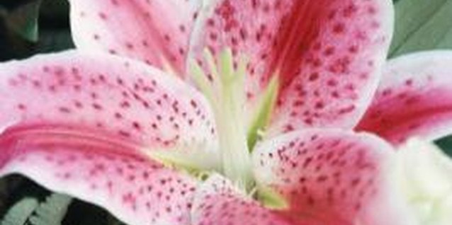 Stockbyte/Stockbyte/Getty Images "Stargazer" blossoms face the sky when open.