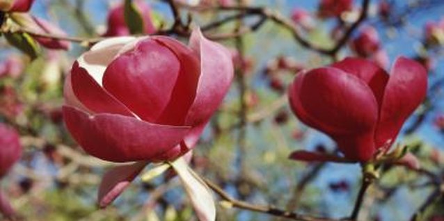 Jupiterimages/liquidlibrary/Getty Images Some magnolias produce flowers before leaves, while others flower after leafing out.