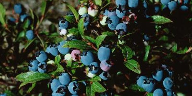 Photos.com/Photos.com/Getty Images Bright blueberries give your garden color and fruit.