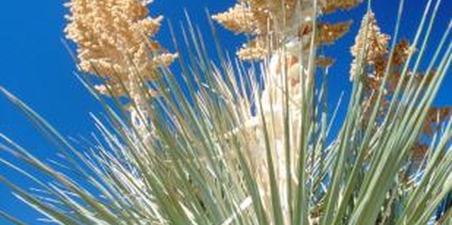Jupiterimages/Photos.com/Getty Images Varieties of yucca add texture to lanscape designs and grow well in sandy soil.