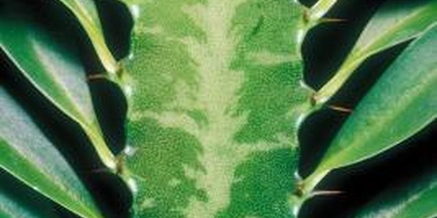 Jupiterimages/Photos.com/Getty Images Many types of Euphorbias are grown for their attractive foliage.