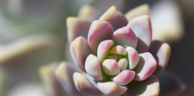Jupiterimages/Brand X Pictures/Getty Images The rosette shape of an echeveria provides hiding places for aphids.