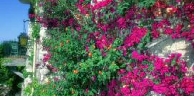 Medioimages/Photodisc/Photodisc/Getty Images Bougainvillea can grow against a sunny wall.