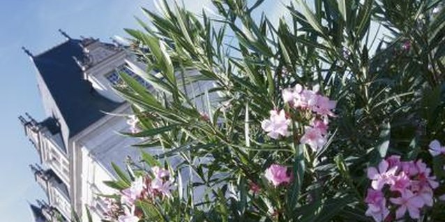 Hemera Technologies/AbleStock.com/Getty Images Oleander blooms all summer in tropical regions.
