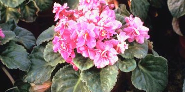 Jupiterimages/Photos.com/Getty Images African violets reach only about 6 to 10 inches tall.