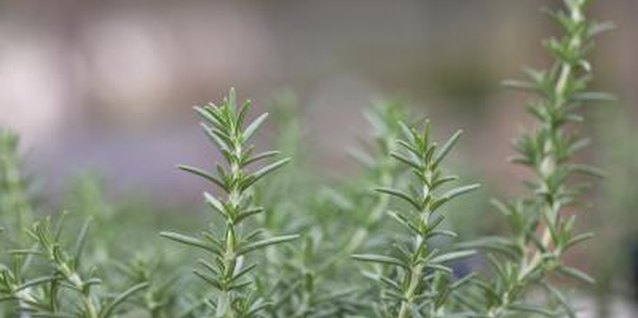 Jupiterimages/Photos.com/Getty Images Tie up prostrate rosemary stems to avoid damaging them while digging.