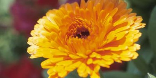 Hemera Technologies/AbleStock.com/Getty Images Mums brighten the fall garden.