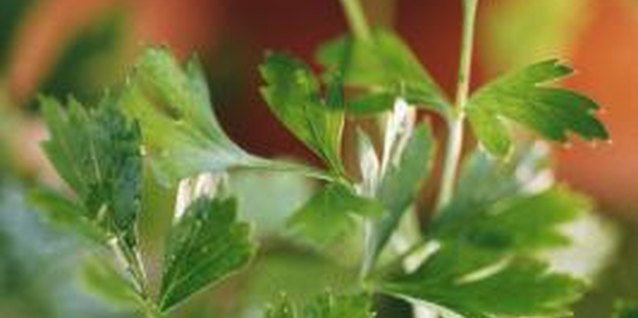 Jupiterimages/Comstock/Getty Images Flat leaf parsley usually has a stronger flavor than curly leaf varieties.