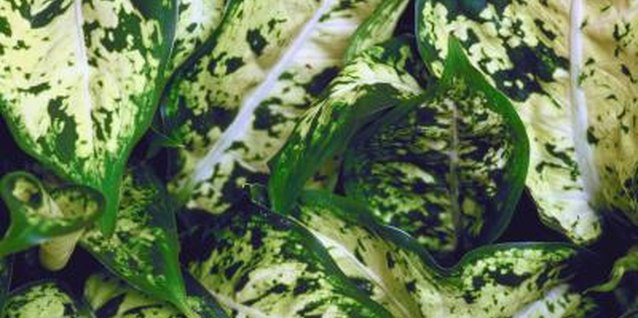 Jupiterimages/Photos.com/Getty Images Dieffenbachia make good houseplants because they're easy to grow.
