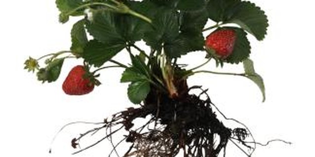 Brand X Pictures/Brand X Pictures/Getty Images The dark green, rounded strawberry leaves and white blossoms also add ornamental value to the landscape.