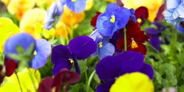 Jupiterimages/Photos.com/Getty Images Colorful pansies will self-seed if you allow them to.