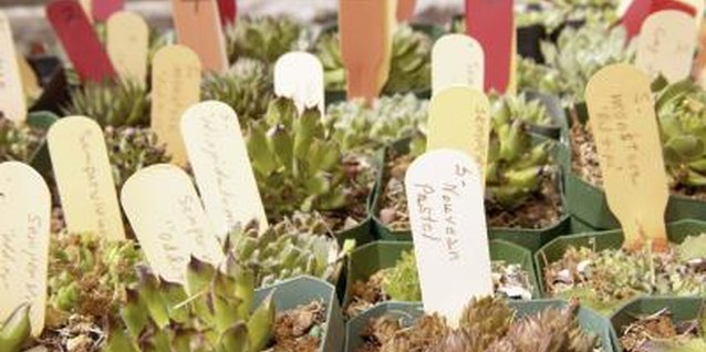 Jupiterimages/Comstock/Getty Images A vertical garden requires many small cuttings from succulent plants.