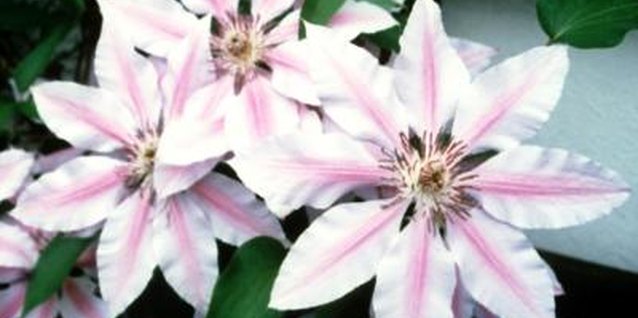 Jupiterimages/Photos.com/Getty Images Cuttings allow you to propagate your favorite clematis variety.