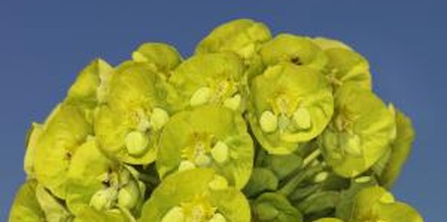 Ryan McVay/Photodisc/Getty Images Many types of euphorbia produce interesting, colorful blooms.